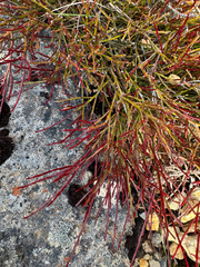 Exocarpos humifusus (Exocarpos humifusus)
