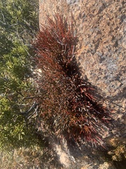 Exocarpos humifusus (Exocarpos humifusus)