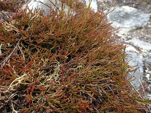 Exocarpos humifusus (Exocarpos humifusus)