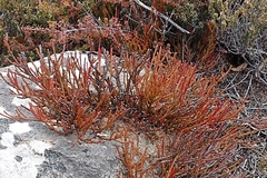 Exocarpos humifusus (Exocarpos humifusus)