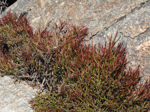 Exocarpos humifusus (Exocarpos humifusus)
