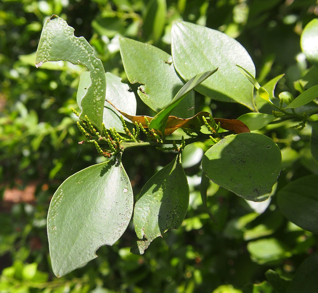 Broad leaved cherry: Exocarpos latifolius flowers and foliage