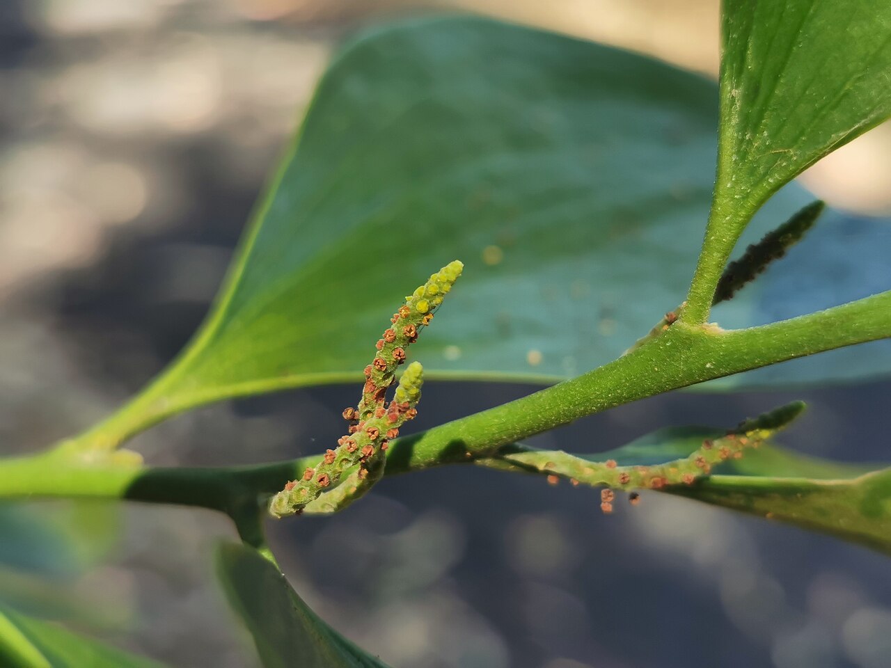 Broad leaved cherry: Exocarpos latifolius leaves and flowers, Charles Darwin NP