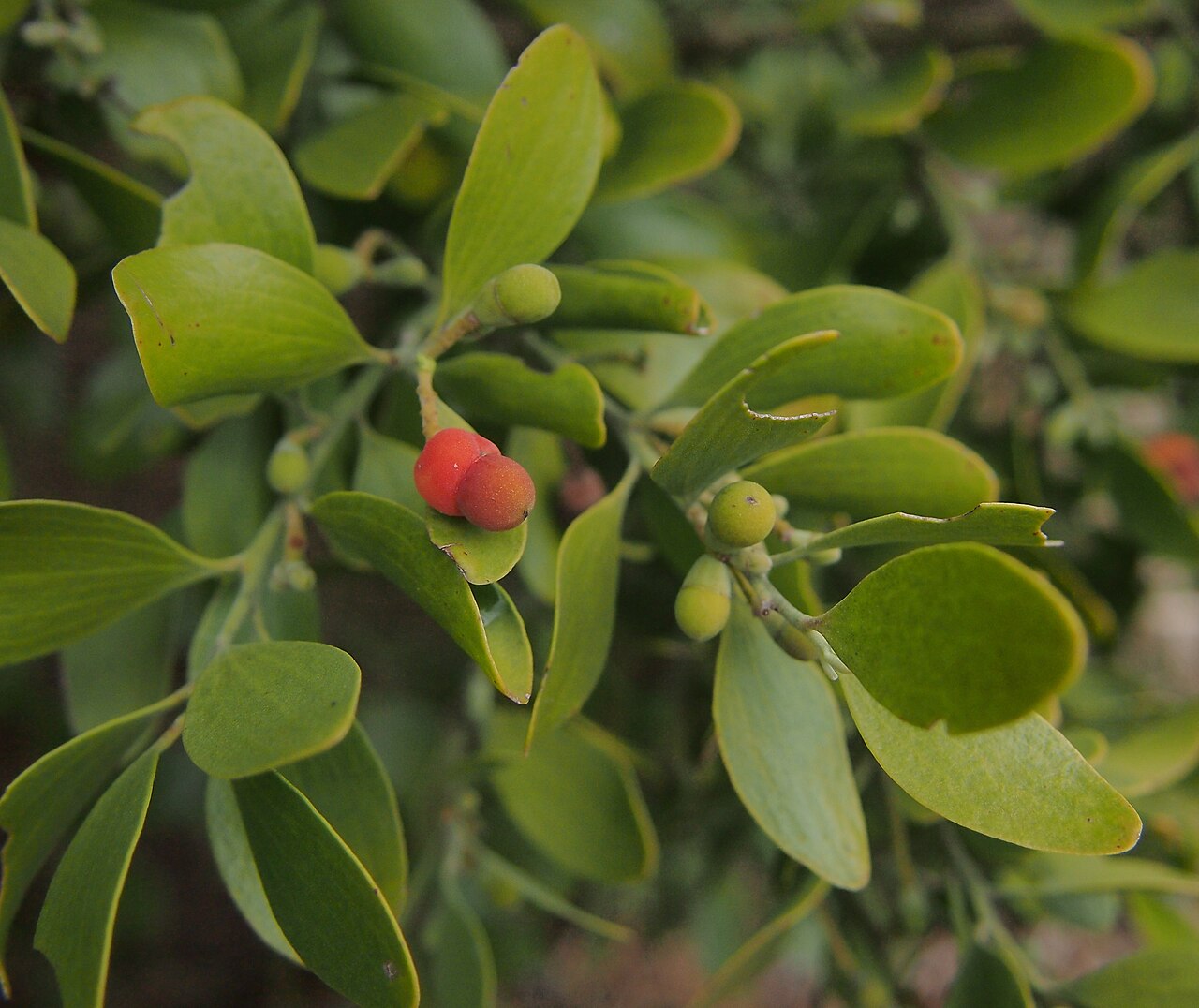 Broad leaved cherry: Exocarpos latifolius fruit and foliage