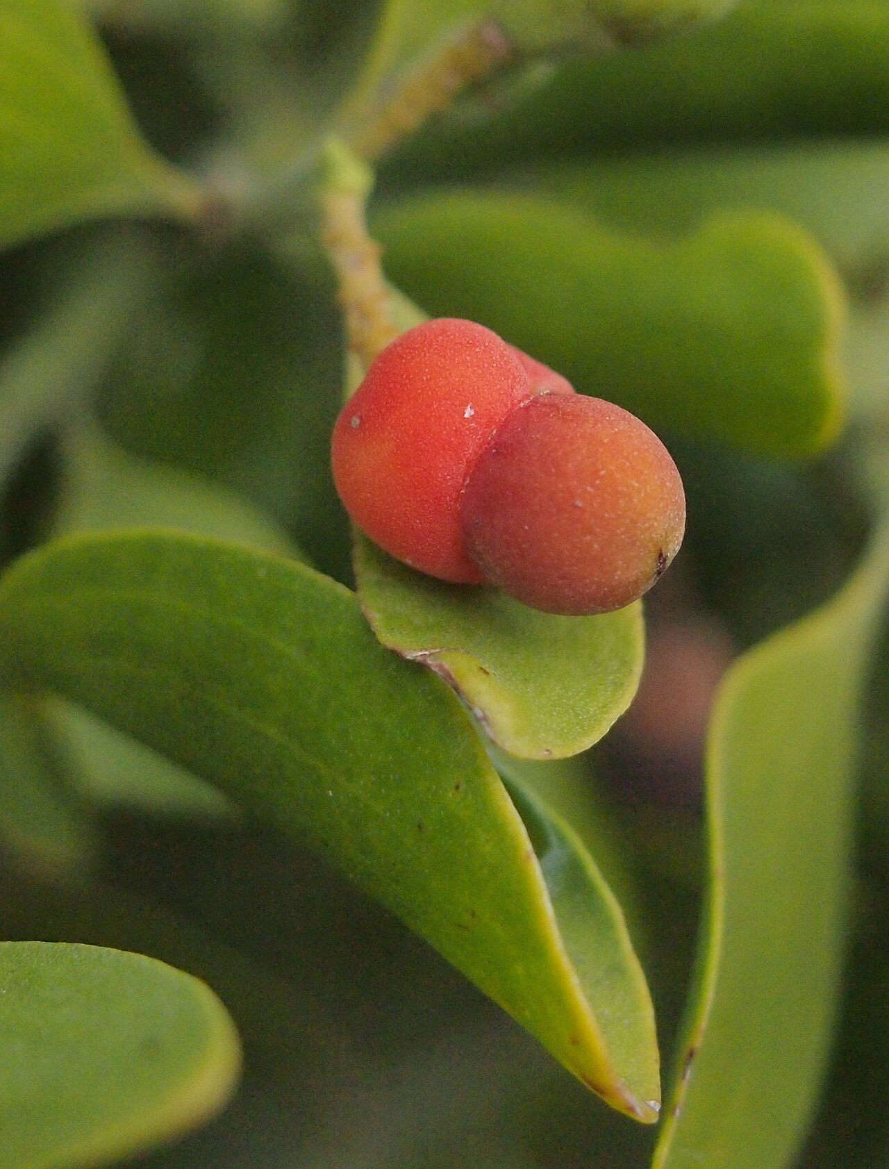 Broad leaved cherry: Exocarpos latifolius fruit