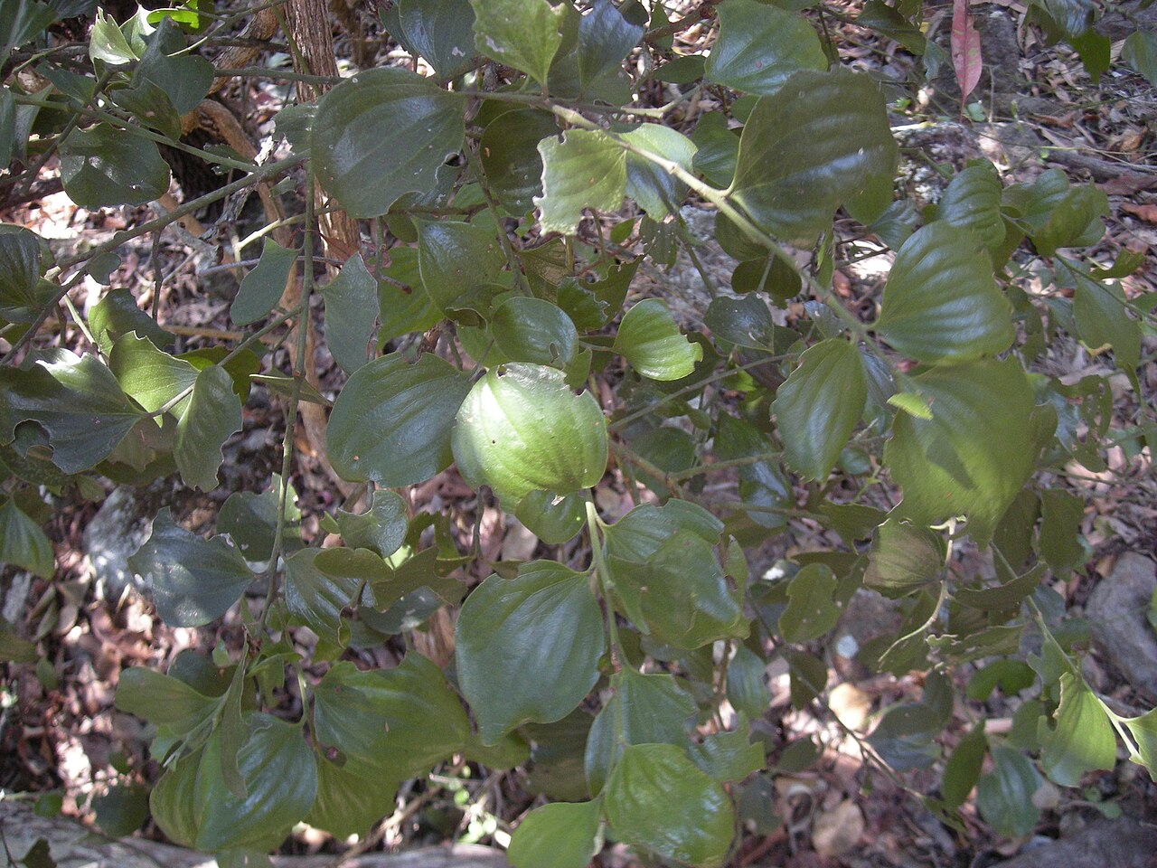 Broad leaved cherry: Exocarpos latifolius foliage