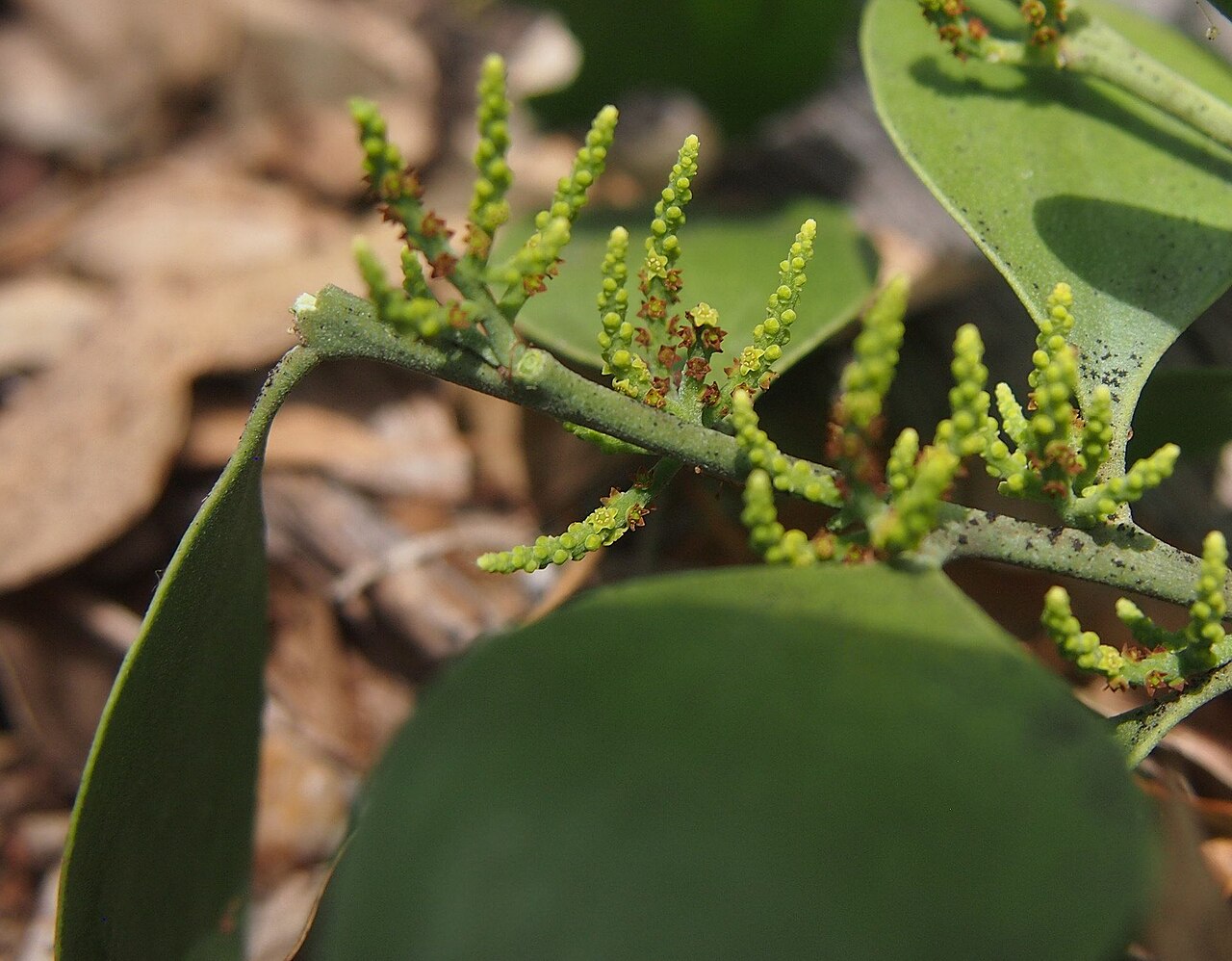 Broad leaved cherry: Exocarpos latifolius flowers