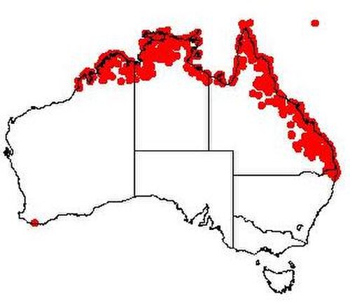 Broad leaved cherry: Exocarpos latifolius Occurrence data from Australasian Virtual Herbarium downloaded 2019-08-24 using doi: https://doi.org/10.26197/5d60870c54b8f