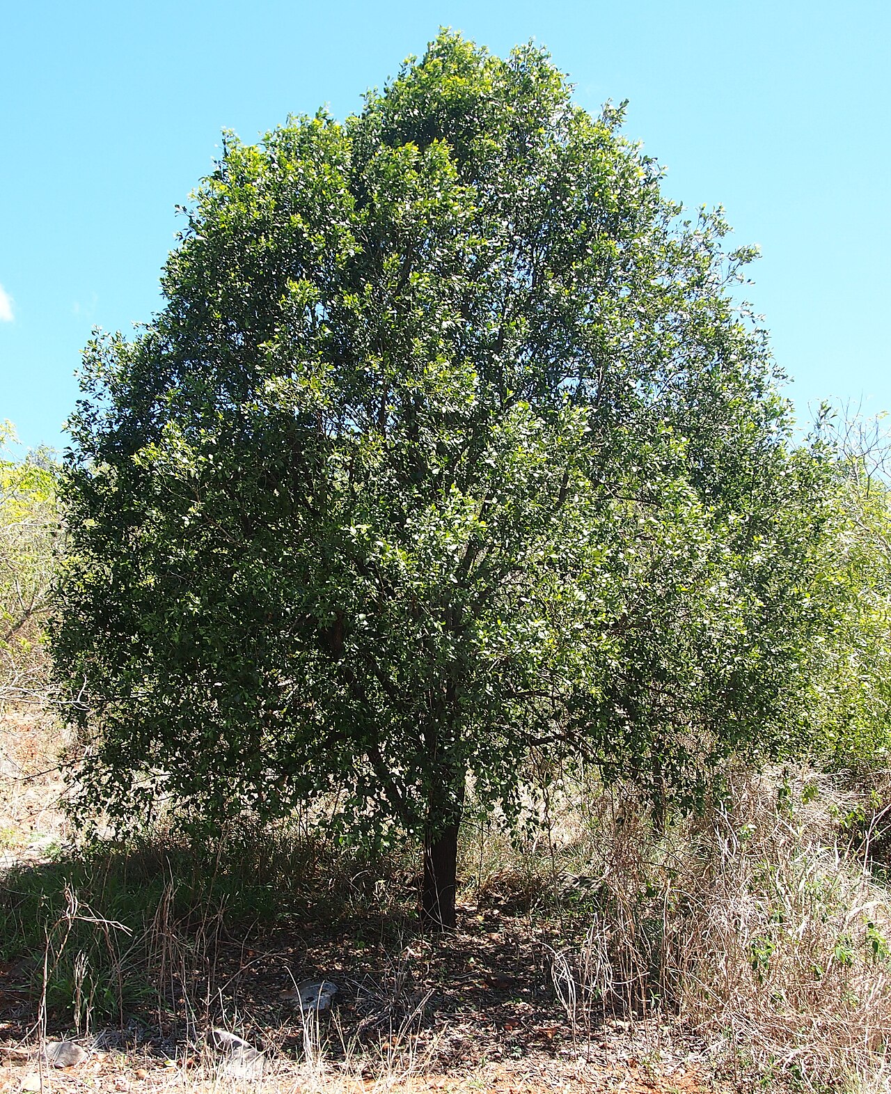 Broad leaved cherry: Exocarpos latifolius tree