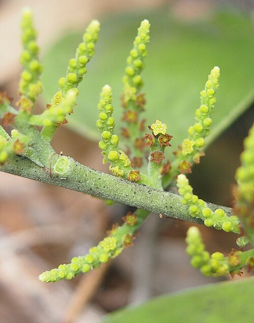Broad leaved cherry: Exocarpos latifolius flowers
