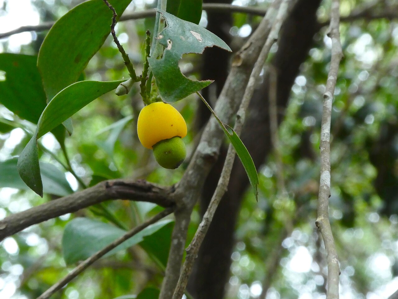Broad leaved cherry: Exocarpos latifolius in Cairns, Queensland