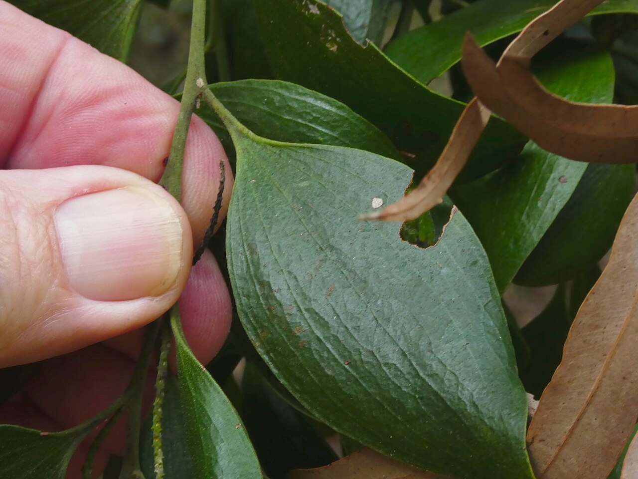 Broad leaved cherry: Exocarpos latifolius in Cairns, Queensland