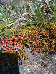 Exocarpos nanus (Exocarpos nanus)