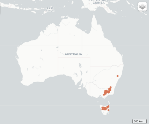 Exocarpos nanus: Occurrence records displaying the distribution of Exocarpos nanus.