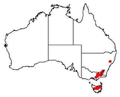 Exocarpos nanus: Exocarpos nanus Occurrence data from Australasian Virtual Herbarium downloaded 2019-08-24 using doi: https://doi.org/10.26197/5d60870c54b8f