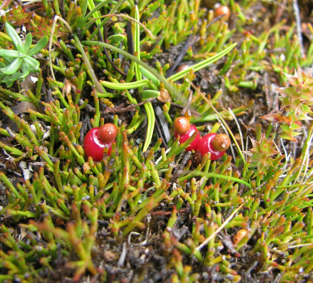 Exocarpos nanus (Exocarpos nanus)