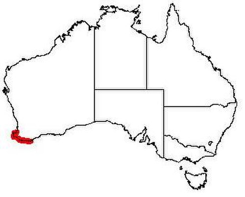 Exocarpos odoratus: Exocarpos odoratus Occurrence data from Australasian Virtual Herbarium downloaded 2019-08-24 using doi: https://doi.org/10.26197/5d60870c54b8f
