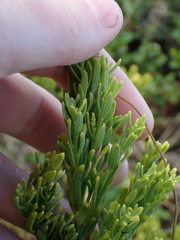 Exocarpos odoratus (Exocarpos odoratus)
