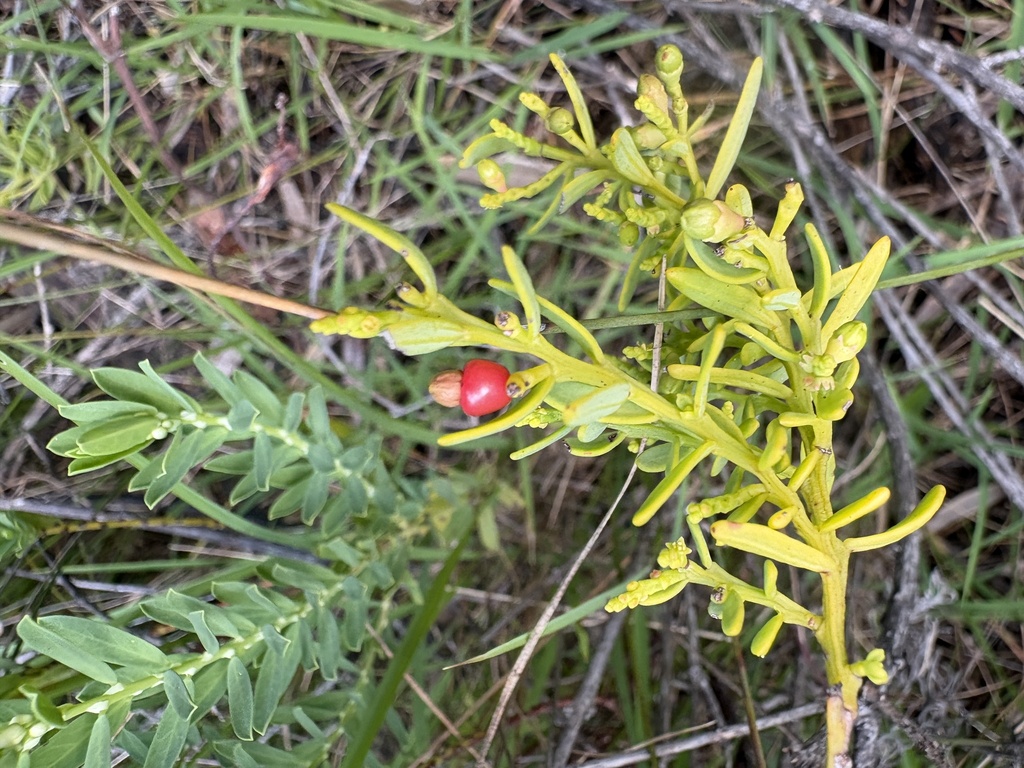 Exocarpos odoratus (Exocarpos odoratus)