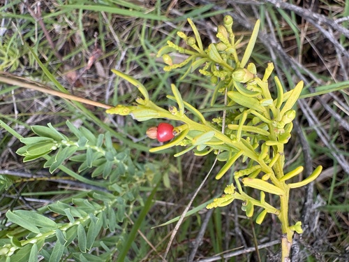 Exocarpos odoratus (Exocarpos odoratus)