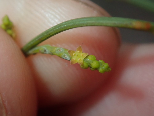 Exocarpos sparteus (Exocarpos sparteus)