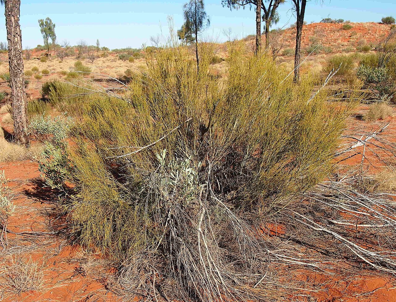Exocarpos sparteus: Exocarpos sparteus