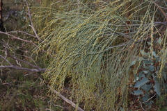 Exocarpos sparteus (Exocarpos sparteus)