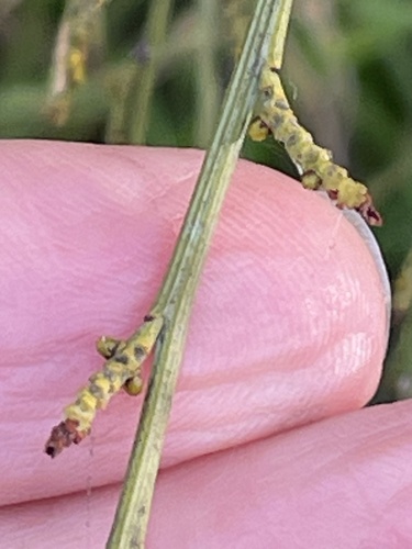 Exocarpos sparteus (Exocarpos sparteus)