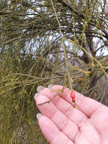 Exocarpos sparteus (Exocarpos sparteus)