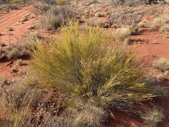 Exocarpos sparteus (Exocarpos sparteus)