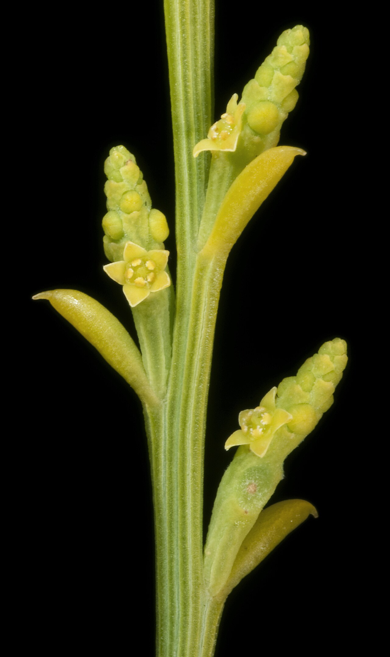 Exocarpos sparteus: KRT4531