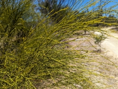 Exocarpos sparteus (Exocarpos sparteus)
