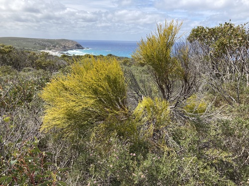 Exocarpos sparteus (Exocarpos sparteus)