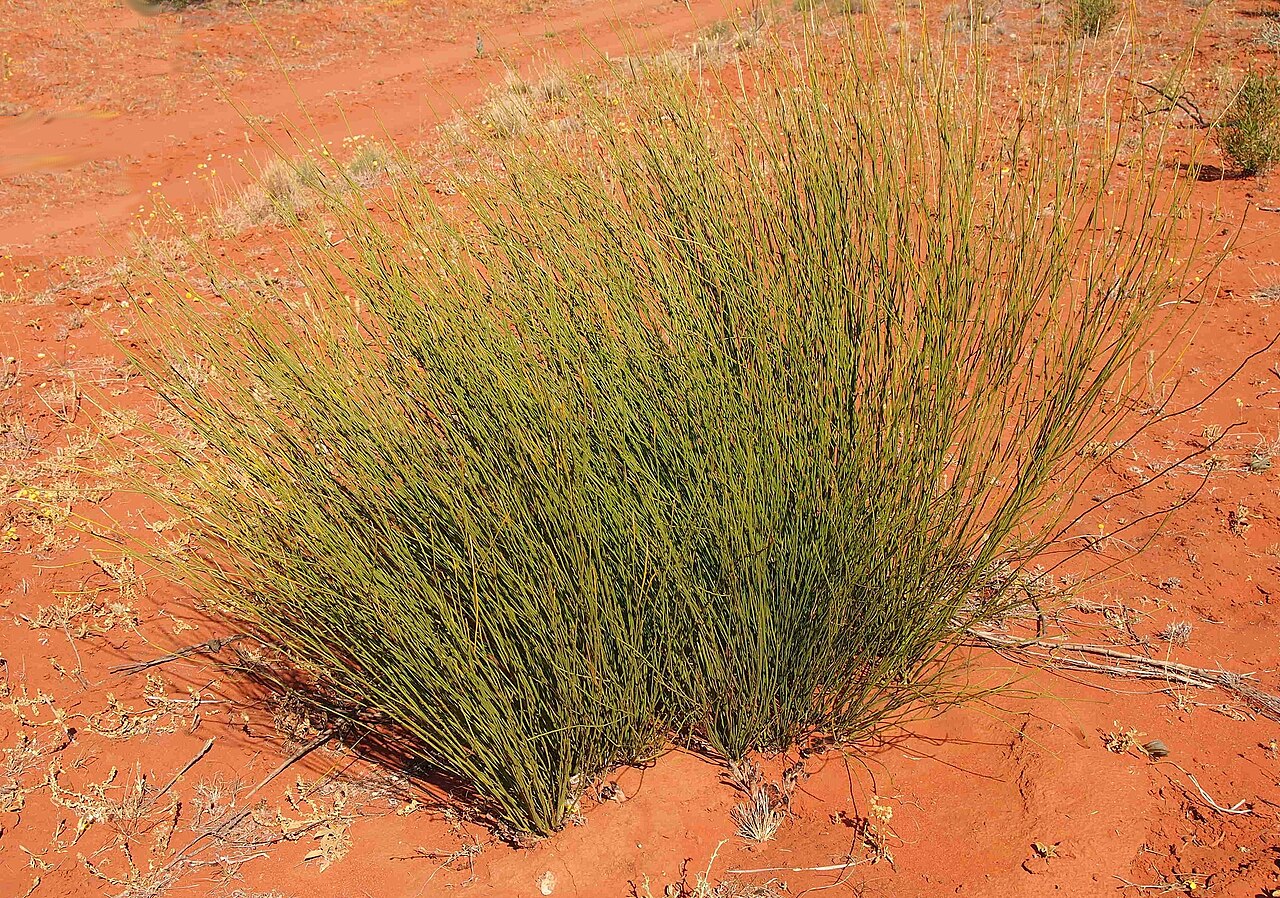 Exocarpos sparteus: Exocarpos sparteus' habit