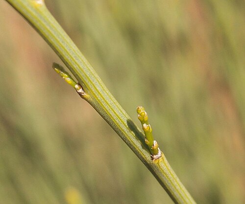 Exocarpos sparteus: Exocarpos sparteus flower