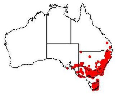 Exocarpos strictus: Exocarpos strictus Occurrence data from Australasian Virtual Herbarium downloaded 2019-08-24 using doi: https://doi.org/10.26197/5d60870c54b8f