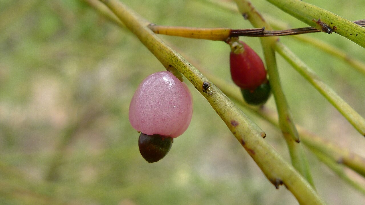 Exocarpos strictus: Dwarf Cherry or Pale-fruit Ballart, Exocarpos strictus . ANSTO Buffer Zone Track, Lucas Heights, NSW Australia, December 2011.