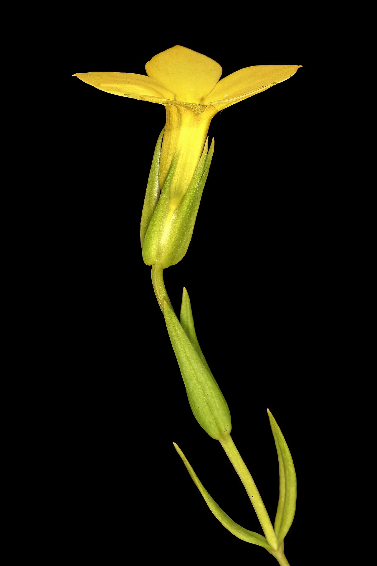 Large-flowered sebaea: Exochaenium grande , plant in flower; grassland on dolomite, Kalkheuvel West near Broederstroom, Gauteng, South Africa
