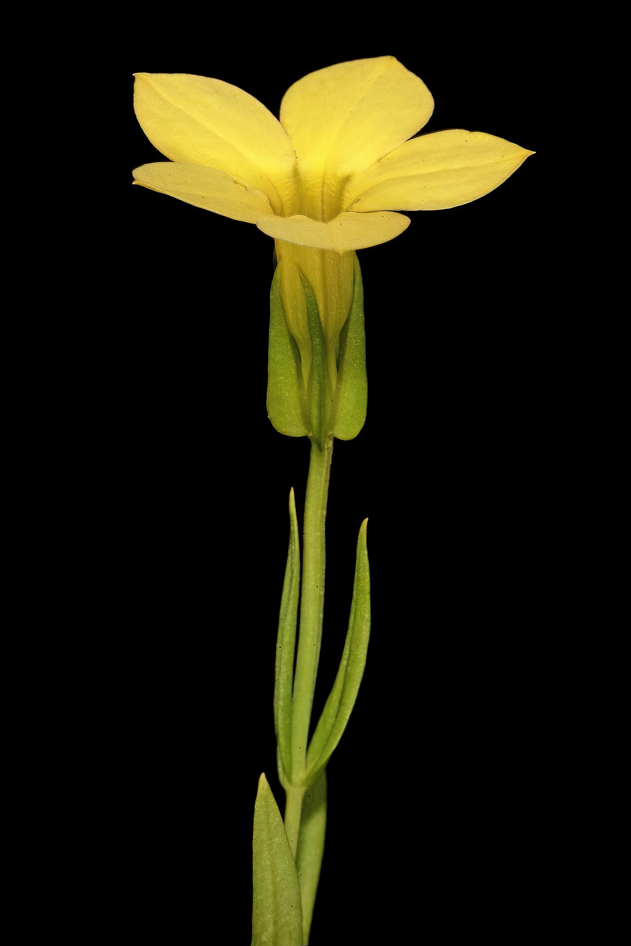 Large-flowered sebaea: Exochaenium grande , plant in flower; grassland on dolomite, Kalkheuvel West near Broederstroom, Gauteng, South Africa