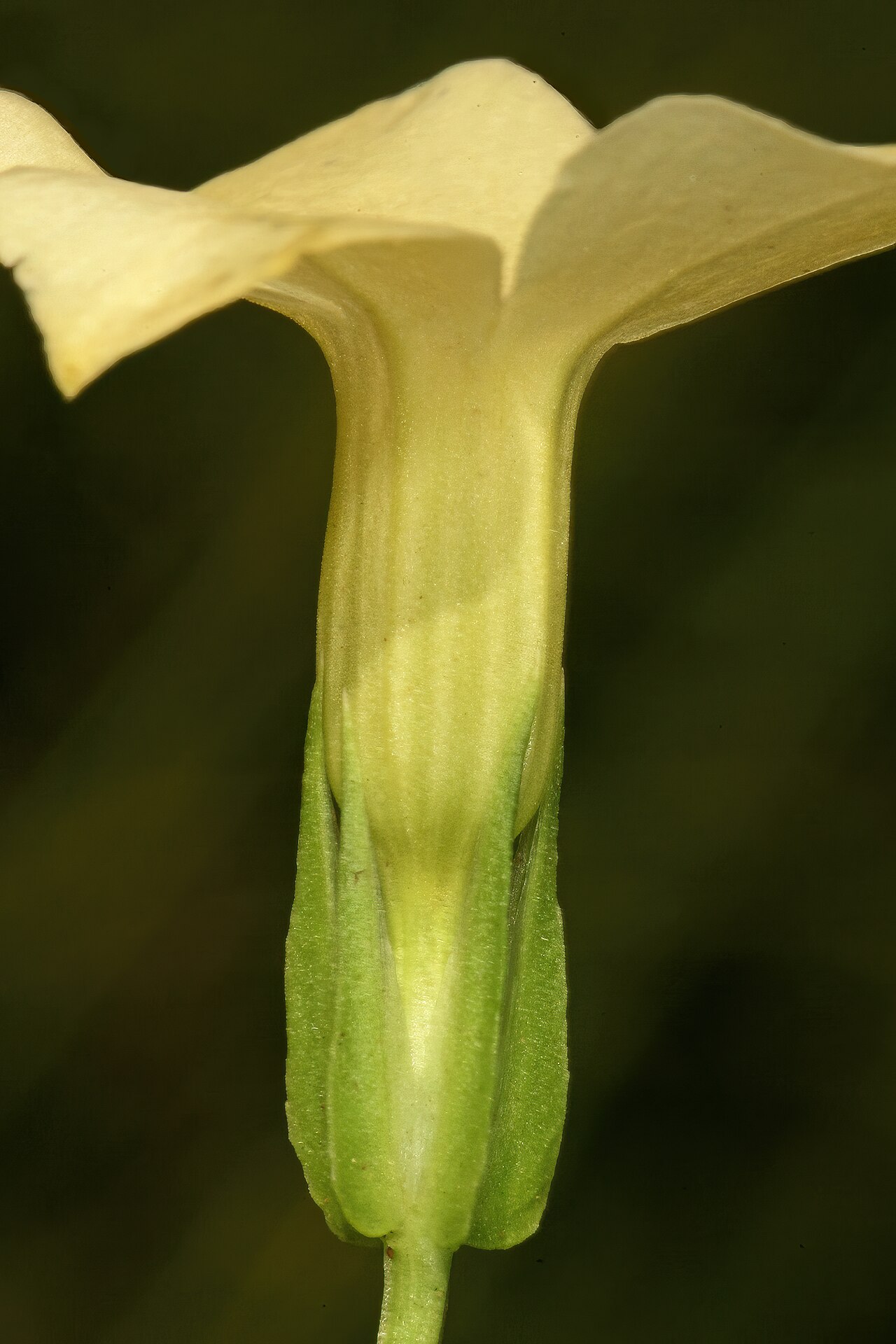 Large-flowered sebaea: Exochaenium grande , flower, view from the side; grassland on shale, University of Pretoria Experimental Farm, Hillcrest, Pretoria, Gauteng, South Africa