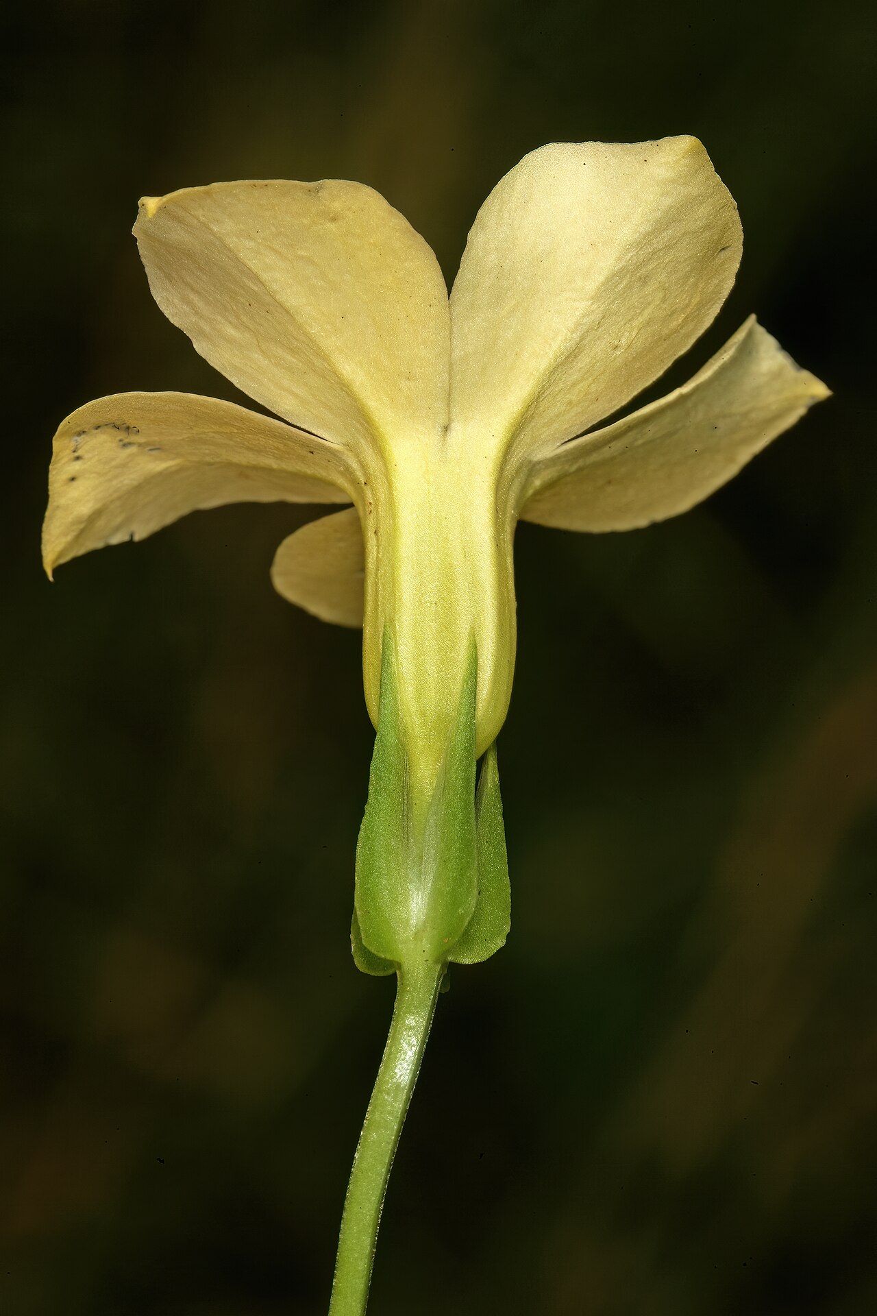 Large-flowered sebaea: Exochaenium grande , flower, viewed obliquely from below; grassland on shale, University of Pretoria Experimental Farm, Hillcrest, Pretoria, Gauteng, South Afri