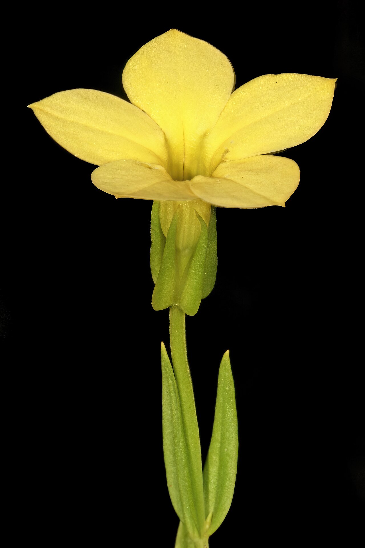 Large-flowered sebaea: Exochaenium grande , plant in flower; grassland on dolomite, Kalkheuvel West near Broederstroom, Gauteng, South Africa