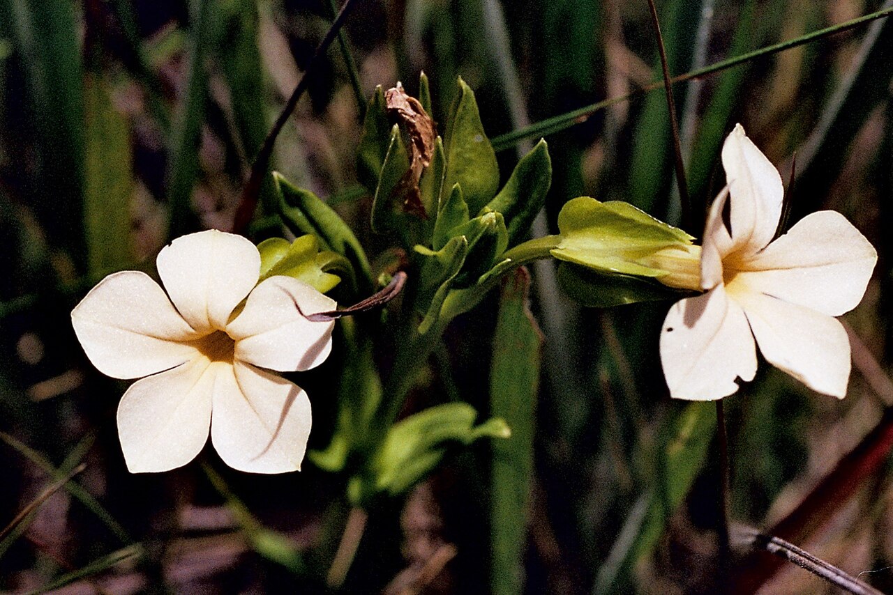 Large-flowered sebaea: Exochaenium grande - Zambia 2004