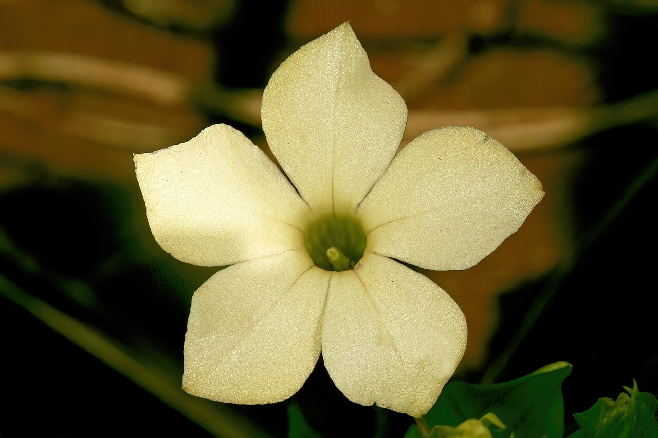 Large-flowered sebaea: Exochaenium grande , flower; grassland on shale, University of Pretoria Experimental Farm, Hillcrest, Pretoria, Gauteng, South Africa