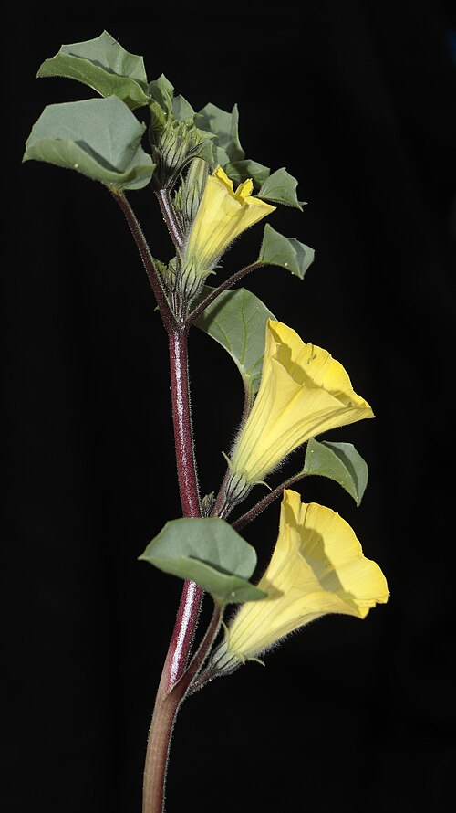 Exodeconus flavus: Exodeconus flavus in Peru