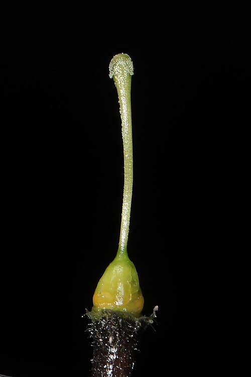 Exodeconus flavus: Exodeconus flavus in Peru