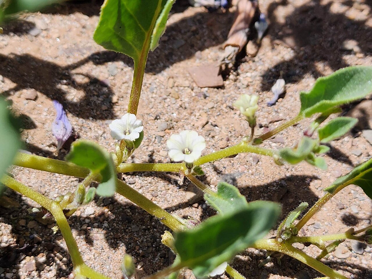 Exodeconus integrifolius: Exodeconus integrifolius in Peru