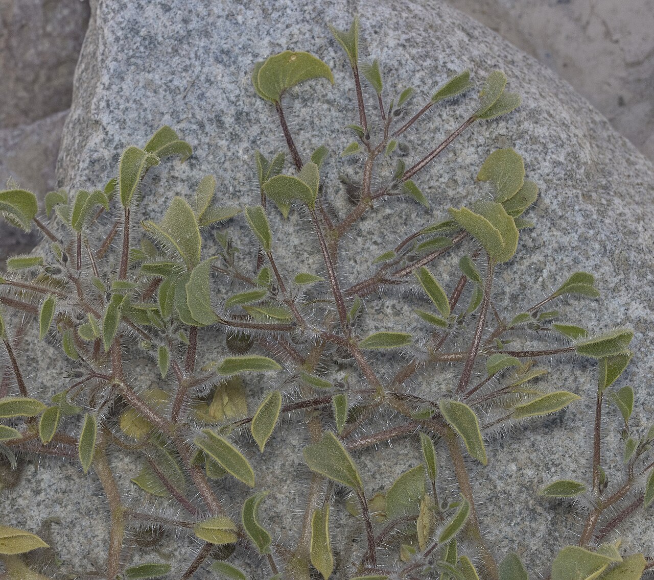 Exodeconus integrifolius: Exodeconus integrifolius in Chile