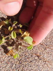 Exodeconus integrifolius (Exodeconus integrifolius)