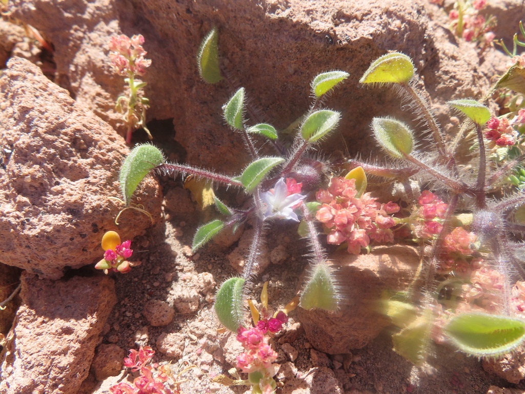 Exodeconus integrifolius (Exodeconus integrifolius)